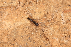 Platythyrea parallela