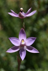 Shy Sun Orchid (Thelymitra graminea) · iNaturalist