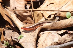 Plestiodon anthracinus anthracinus