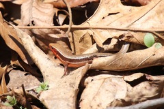 Plestiodon anthracinus anthracinus