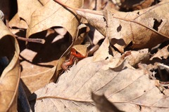 Plestiodon anthracinus anthracinus
