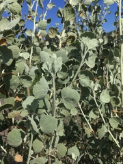 Malacothamnus jonesii