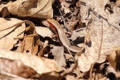 Plestiodon anthracinus anthracinus
