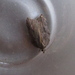 Acleris effractana - Photo (c) mothvet, alguns direitos reservados (CC BY-NC)