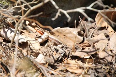 Plestiodon anthracinus anthracinus