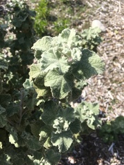 Malacothamnus fremontii cercophorus