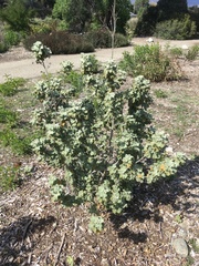 Malacothamnus fremontii cercophorus