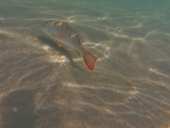 Lutjanus novemfasciatus