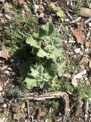 Malacothamnus fremontii cercophorus