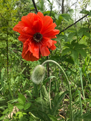 Papaver × pseudo-orientale