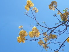 Roseodendron donnell-smithii
