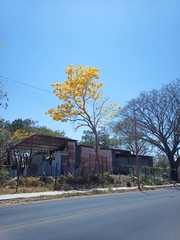 Roseodendron donnell-smithii