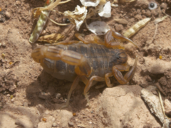 Scorpiones