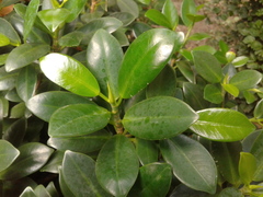 Ficus