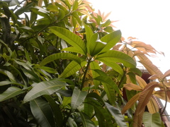 Mangifera indica