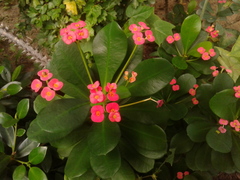 Euphorbia milii