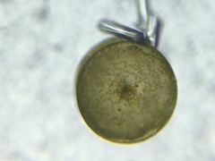 Coscinodiscophycidae