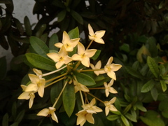 Ixora
