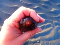 Apostichopus californicus