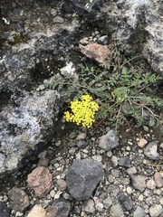 Cymopterus terebinthinus