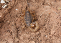 Scorpiones