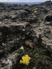 Cymopterus terebinthinus