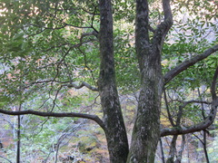 Trochodendron aralioides