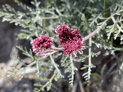 Lomatium hooveri