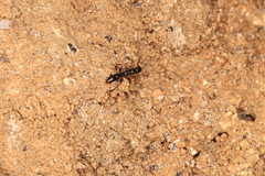 Platythyrea parallela