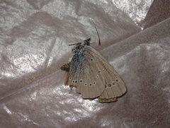 Glaucopsyche lycormas