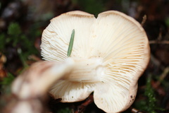 Calocybe