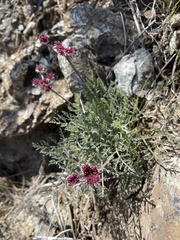 Lomatium hooveri