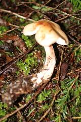 Calocybe