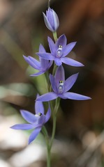 Thelymitra paludosa