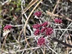 Lomatium hooveri