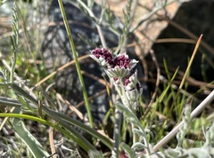 Lomatium hooveri