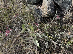 Lomatium hooveri