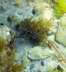 Stigmatopora nigra
