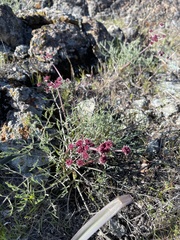Lomatium hooveri