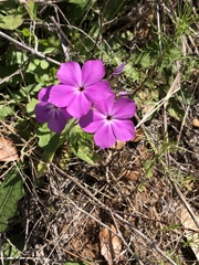 Phlox drummondii
