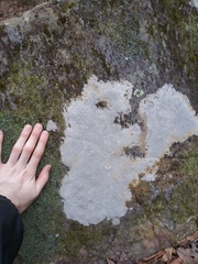 Pertusaria plittiana