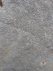 Pertusaria plittiana