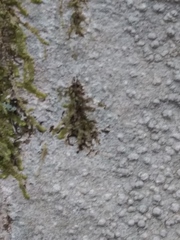 Pertusaria plittiana
