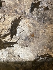Loxosceles yucatana