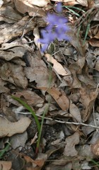 Thelymitra paludosa