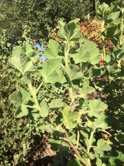 Malacothamnus lucianus