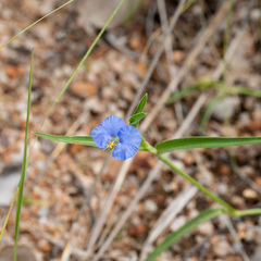 Commelina ensifolia