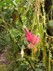 Columnea minor