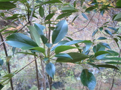 Trochodendron aralioides