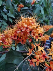 Saraca